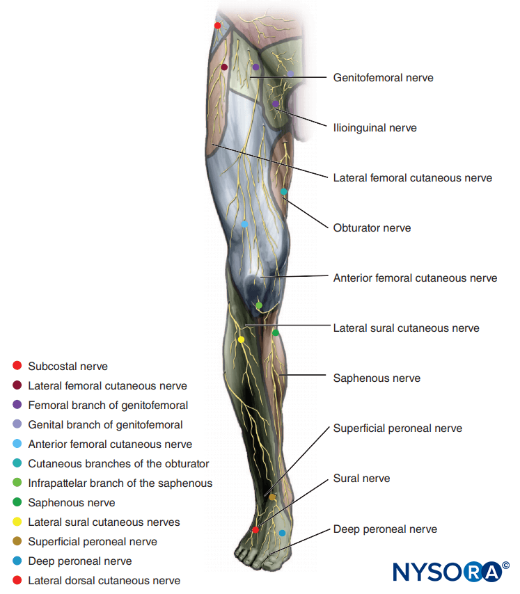 Cutaneous Nerve Blocks of the Lower Extremity - NYSORA