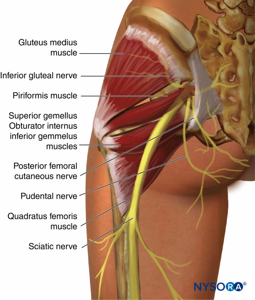 https://www.nysora.com/wp-content/uploads/2018/07/regional-anesthesia-course-of-the-sciatic-nerve-exit-from-the-pelvic.jpg