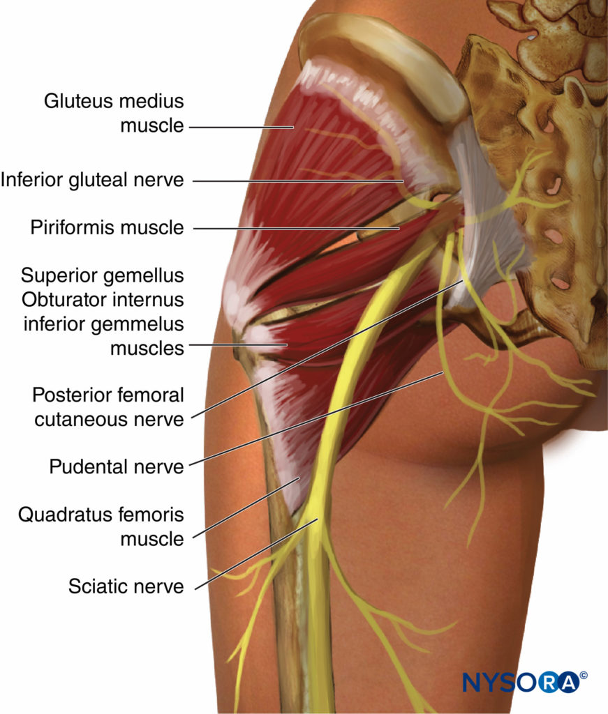 Sciatic nerve: Origin, course and branches