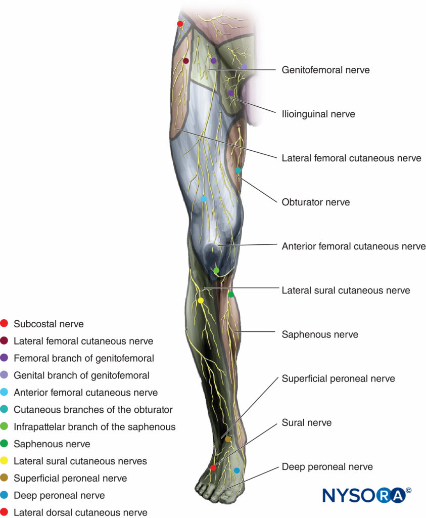 Lower Extremity Pain – Trapped Femoral-Sciatica Nerve — Therapi Tylino