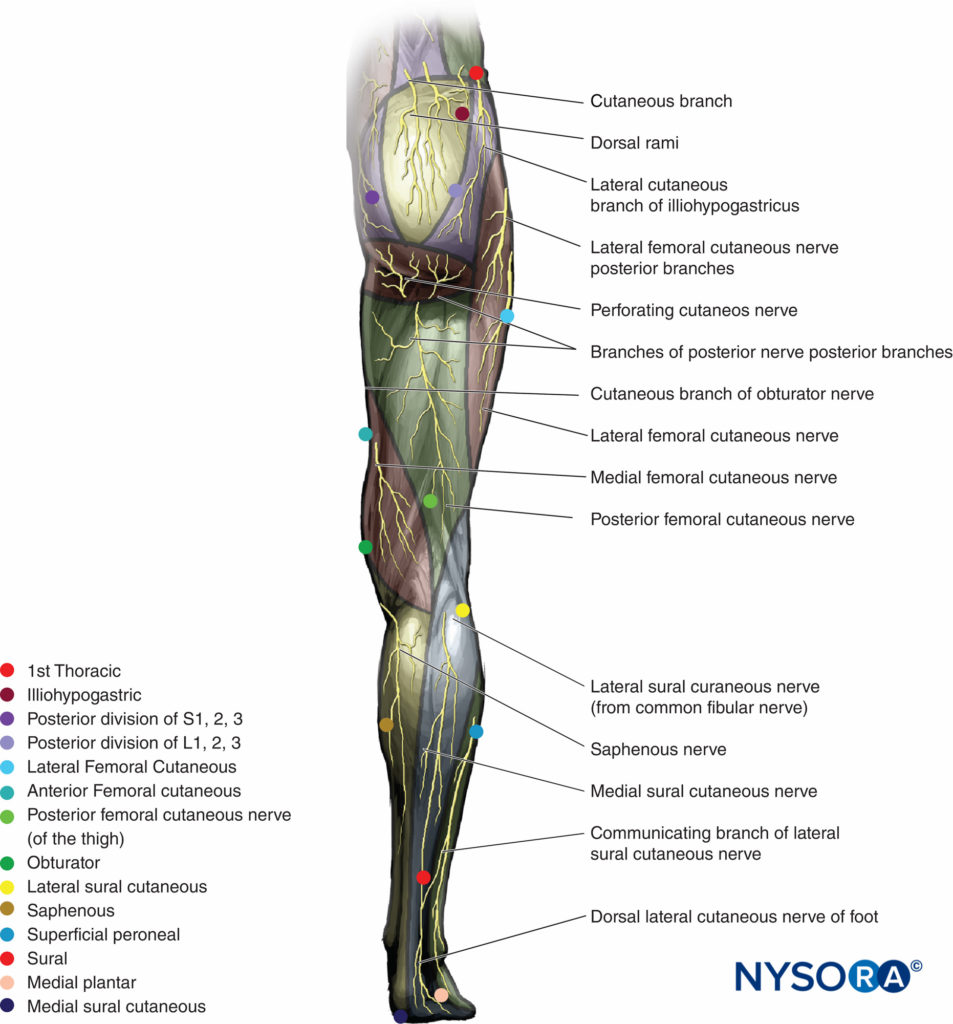 Lateral Femoral Cutaneous Nerve Block from the PNBschool