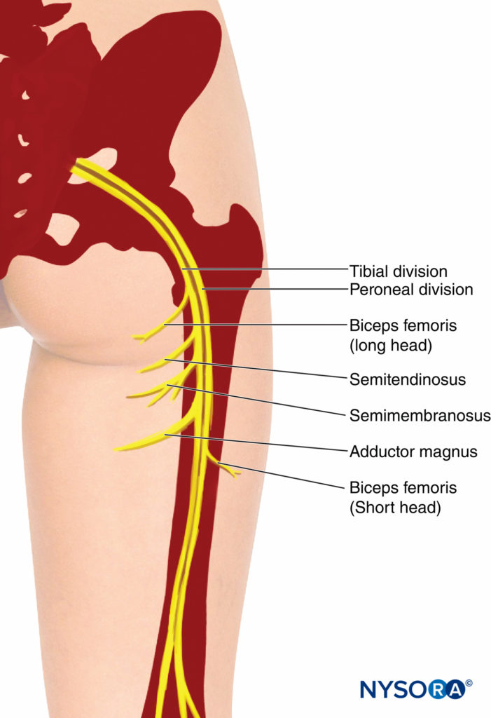 sciatic nerve branches