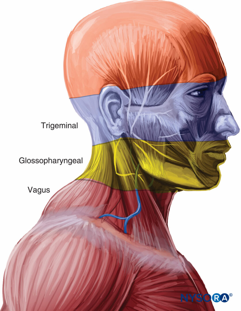 Airway Anatomy Intubation