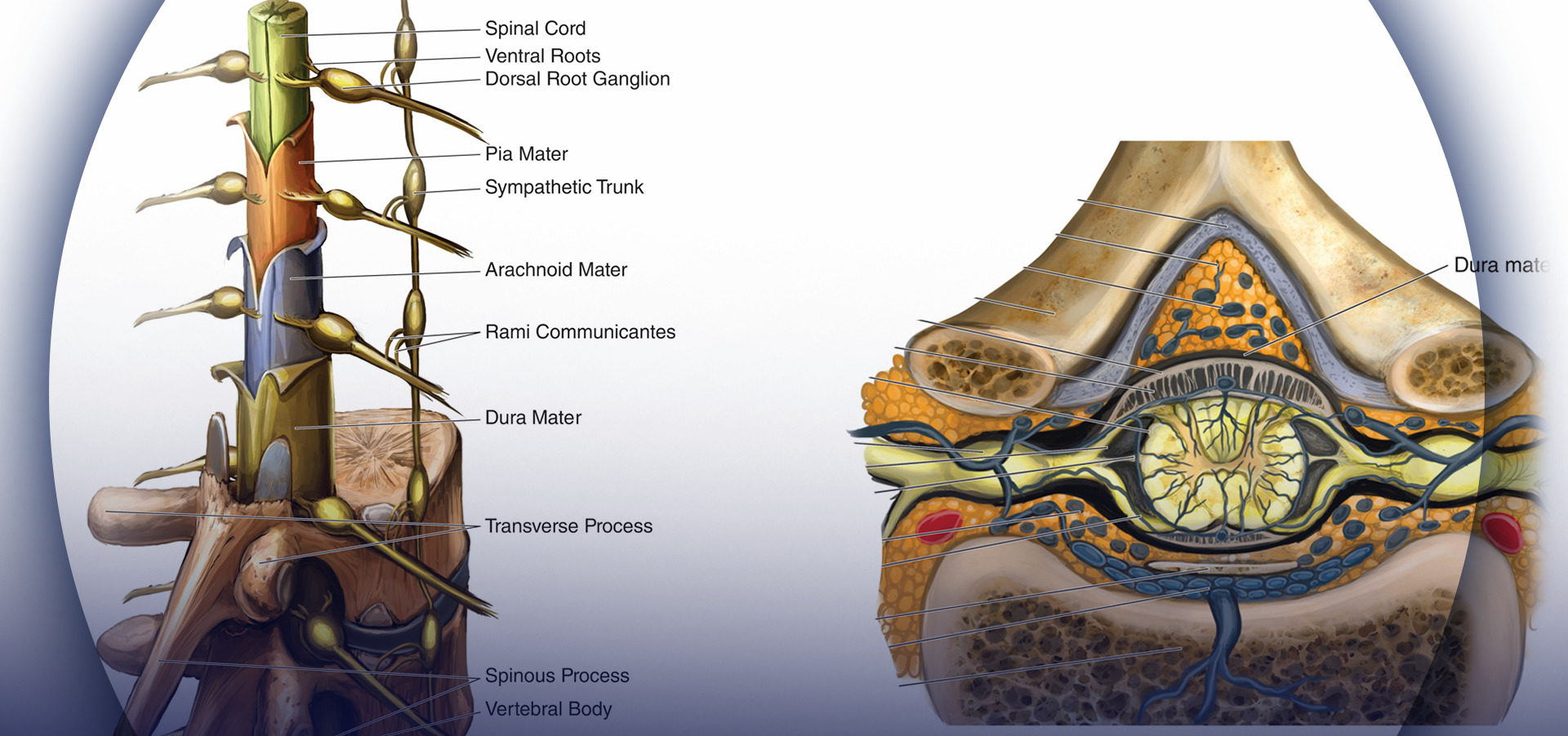 ventral epidural space