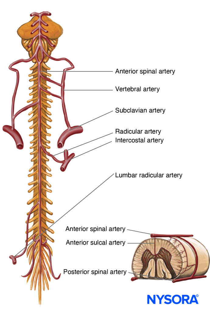 FGA Modelo educativo sistema nervoso humano modelo anatômico anatomia do  nervo cerebroespinal nervoso central, adequado para ensino médico