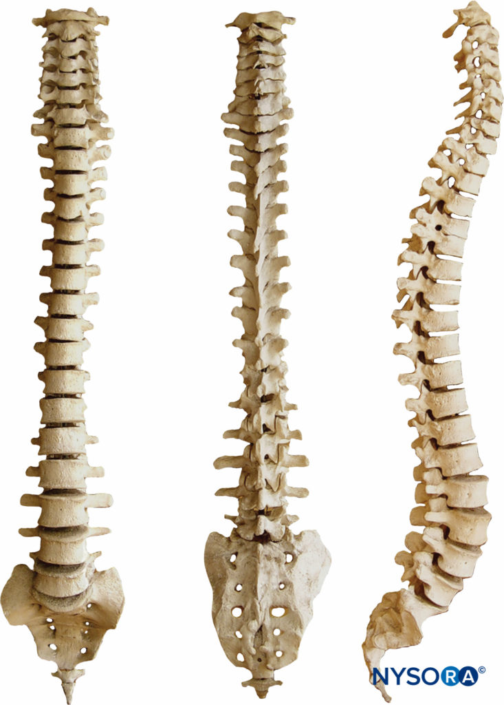 Physiologic spinal curves: anterior, posterior, and lateral views (left to right).