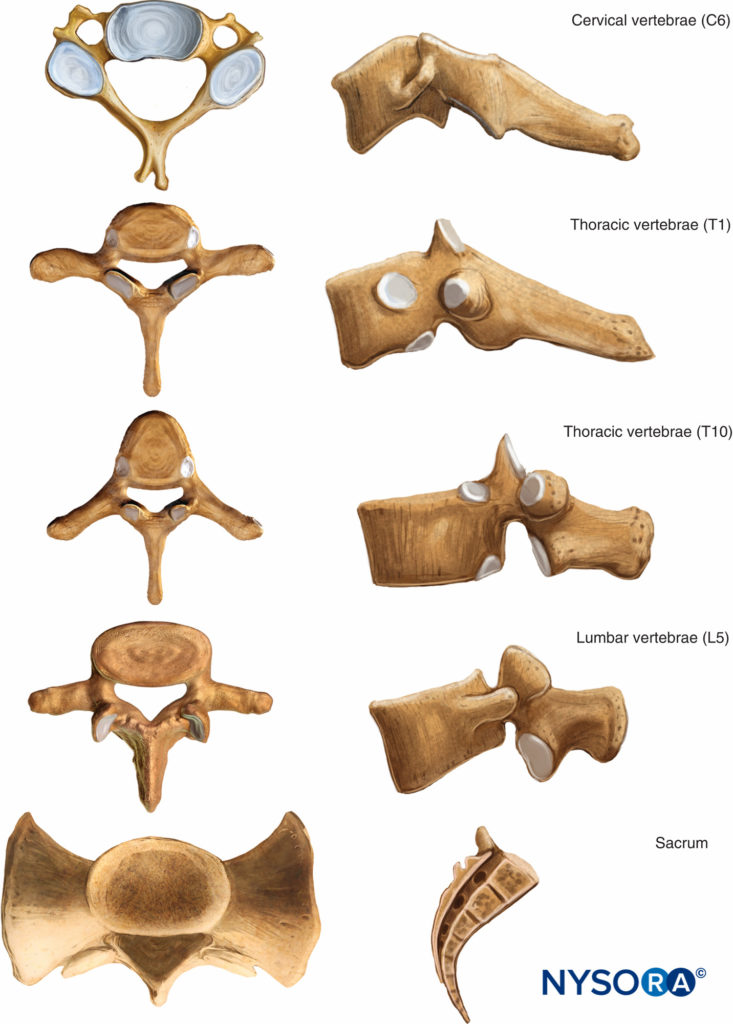 Size and shape of the vertebral bodies at different spinal levels.