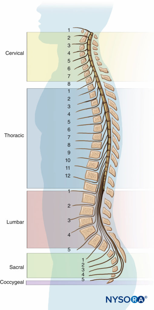 Vertebral column with spinal nerves.