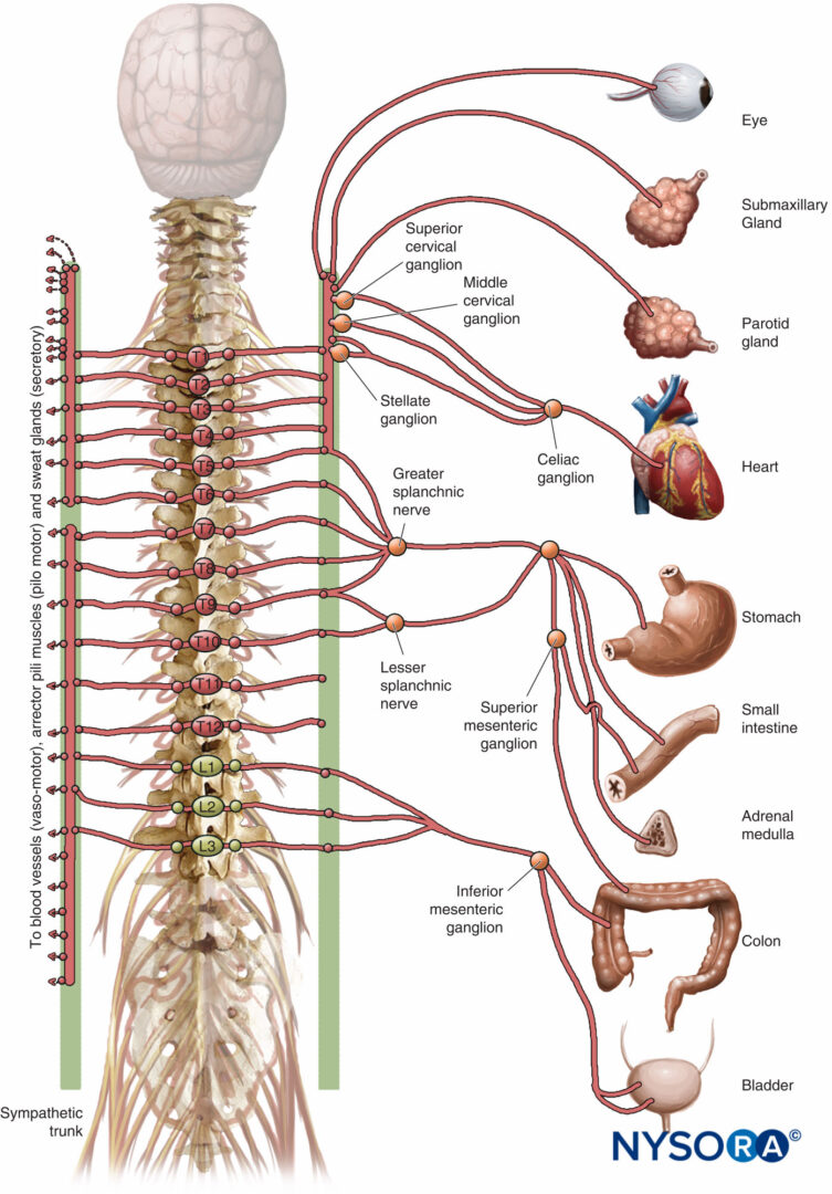 Epidural Anesthesia and Analgesia - NYSORA