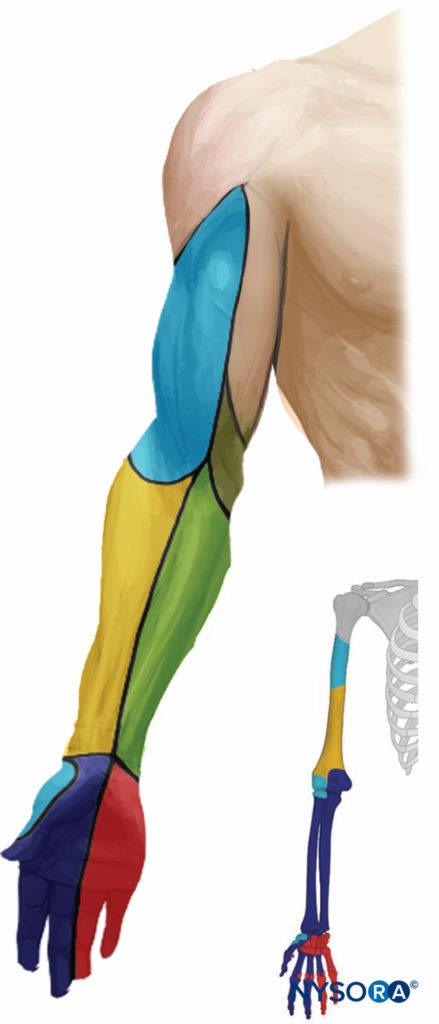 Sensory distribution after axillary brachial plexus block.