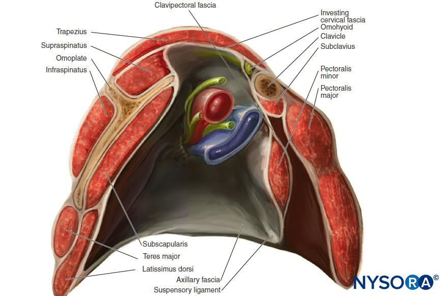 pectoralis and serratus plane blocks nysora