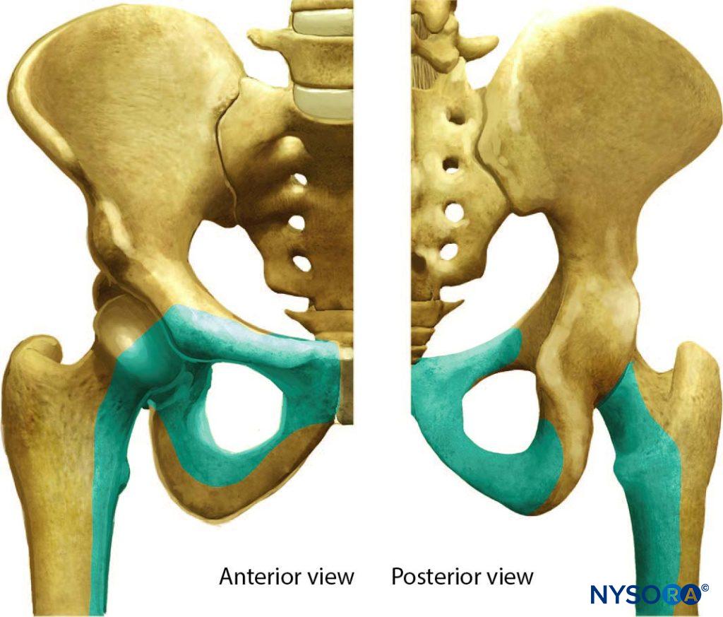 The role of the obturator nerve in the sensory innervation of the hip.