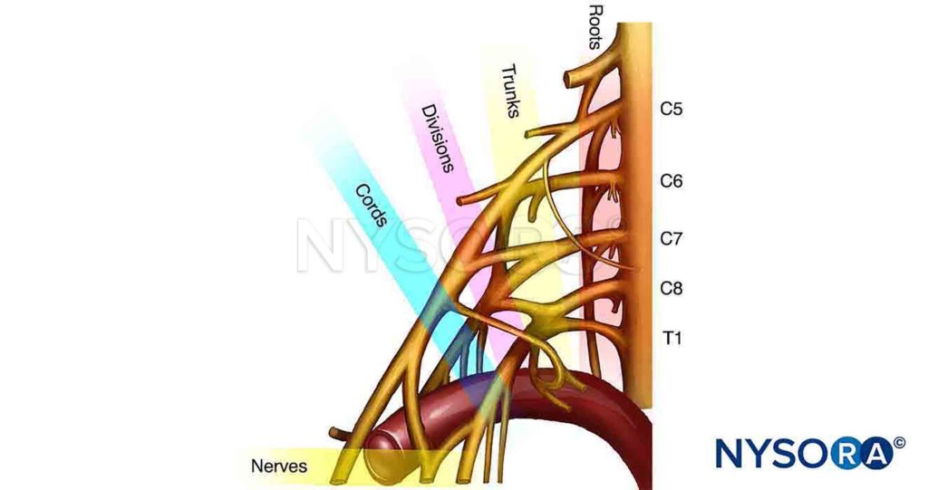 Brachial Plexus Anatomy