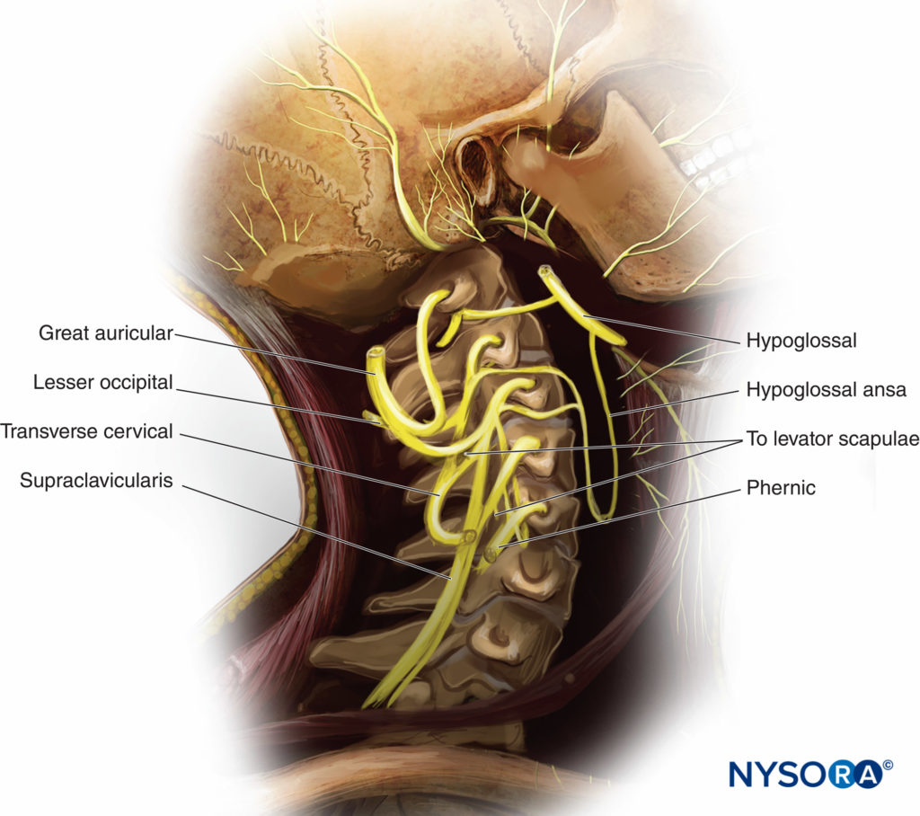 cervical plexus - Draw it to Know it - Neuroanatomy Tutorial 