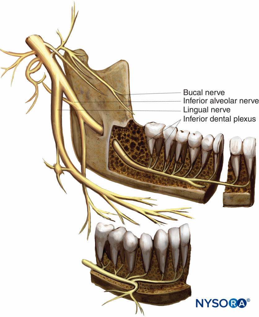 Nervo Maxilar completo - Anatomia Humana - Anatomia 