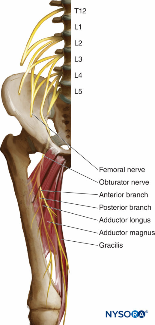 regional anesthesia anatomy of the obturator nerve NYSORA NYSORA regional anesthesia anatomy of the obturator nerve NYSORA NYSORA