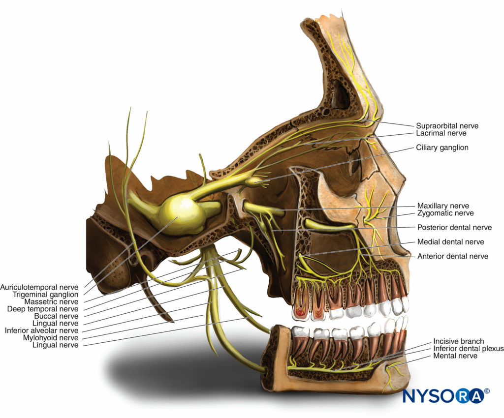 Mandibular Nerve