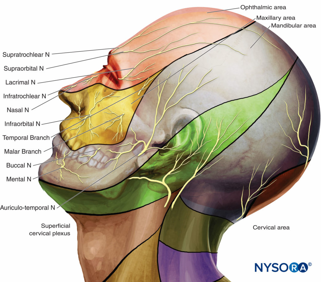 Blocs nerveux du visage - NYSORA