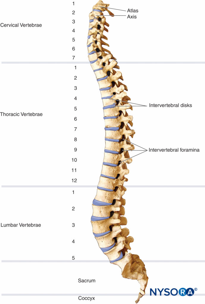 Anatomia Neuroaxial - NYSORA