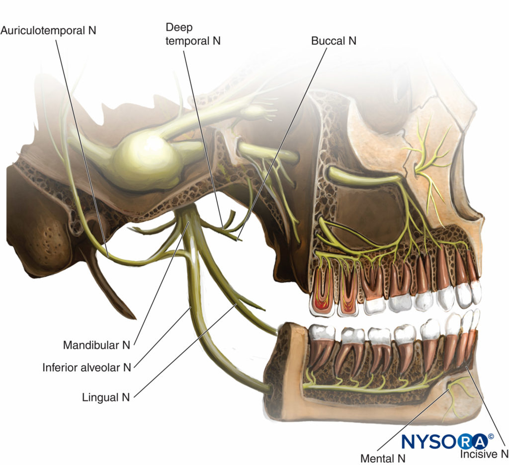 The Mandibular Nerve Block Anatomy The mandibular