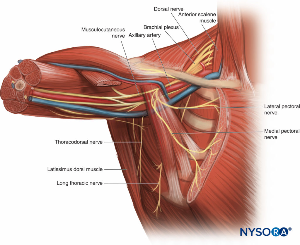 Pectoralis and Serratus Plane Nerve Blocks - NYSORA