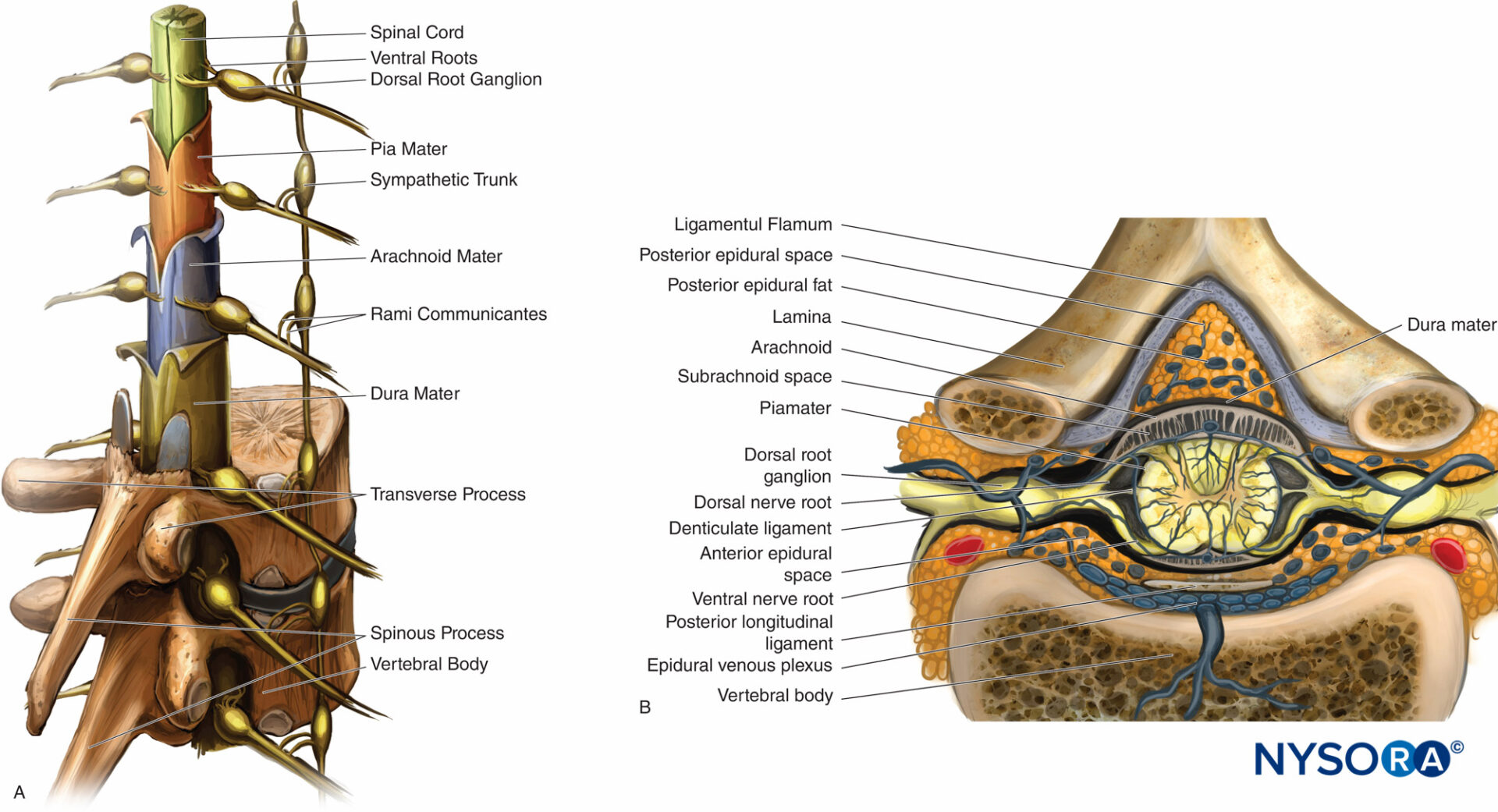 regionalanesthesiasagittalandcrosssectionalviewofthespinalcord