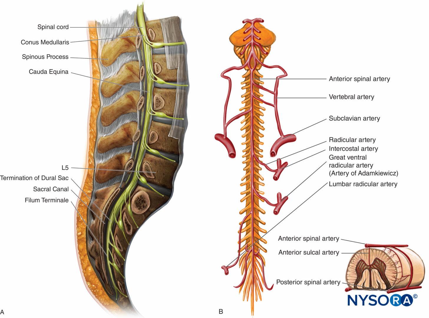 regional-anesthesia-sagittal-view-of-the-lumbar-vertebrae-arterial