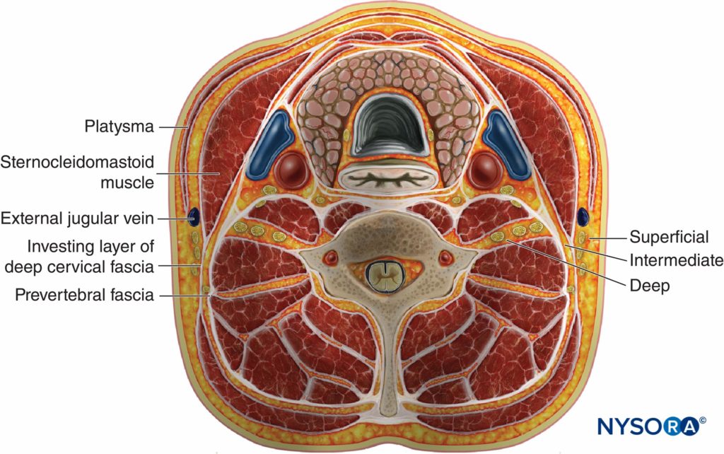 cervical plexus - Draw it to Know it - Neuroanatomy Tutorial 