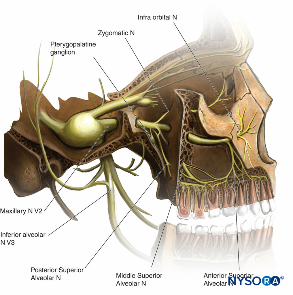 mandibular-nerve-division-and-its-relationship-with-vascular-structures-close  - NYSORA