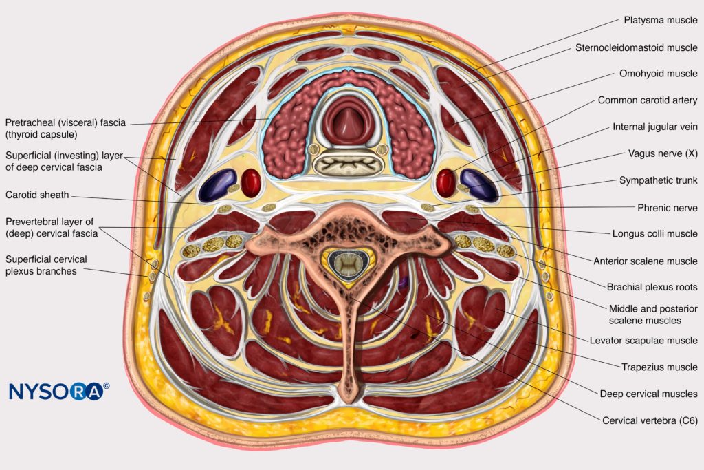 Brachial Fascia