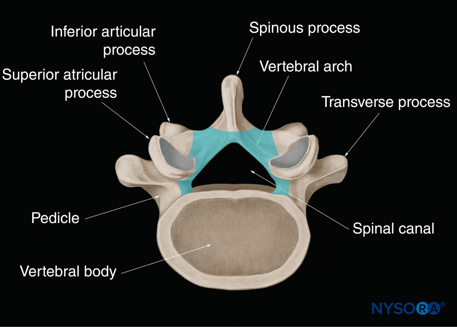 Vertebral Canal Anatomy