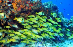 Erleben Sie Unterwasserwunder: Erkunden Sie das zweitgrößte Korallenriffsystem der Welt beim Schnorcheln oder Tauchen im Great Mesoamerican Reef. Sie können auch das Cancun Underwater Museum (MUSA) besuchen, um die faszinierende Sammlung untergetauchter Skulpturen zu besichtigen.