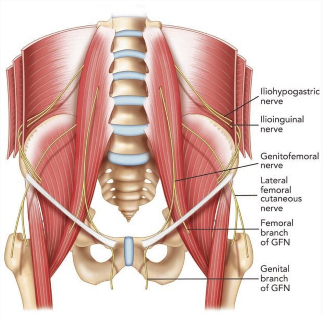 Pudendal and Other Nerve Damage - Posterior Femoral Cutaneous, Ileoinguinal  and Obturator in the Transvaginal Mesh Patient