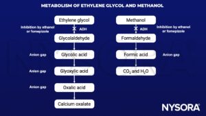 ethylene glycol, methanol, glycolaldehyde, glycolic acid, glyoxylic acid, oxalic acid, calcium oxalate, formaldehyde, formic acid, ADH, ethanol, Fomepizole