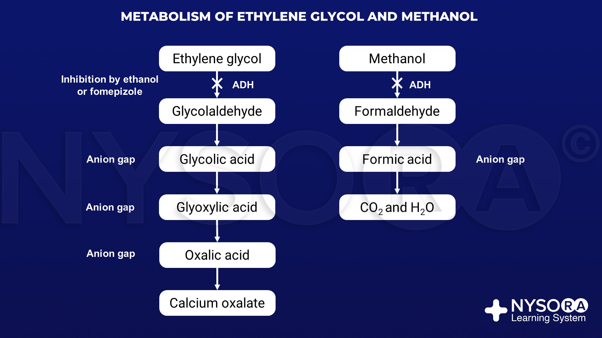 EG and methanol metabolism NYSORA NYSORA
