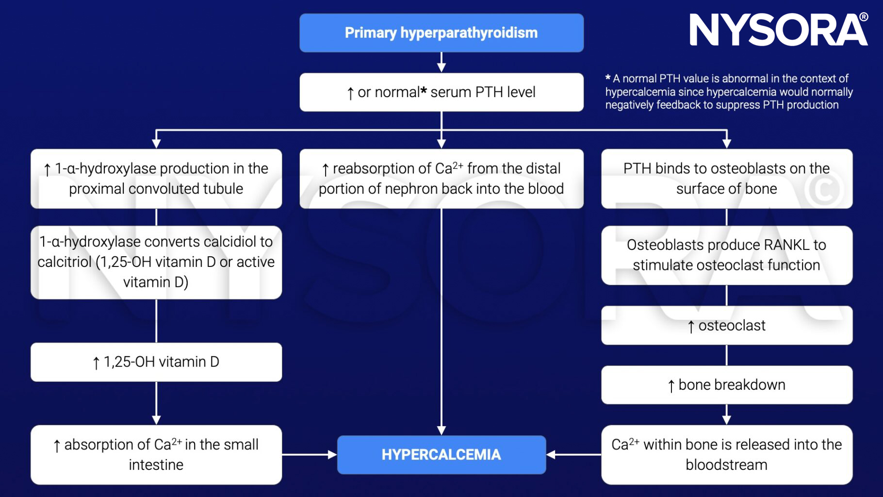 hyperparathyroidism, parathyroid hormone, PTH, calcium, vitamin D, hypercalcemia, osteoblast, osteoclast