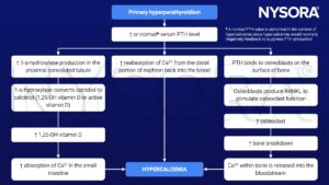 hyperparathyroidism, parathyroid hormone, PTH, calcium, vitamin D, hypercalcemia, osteoblast, osteoclast