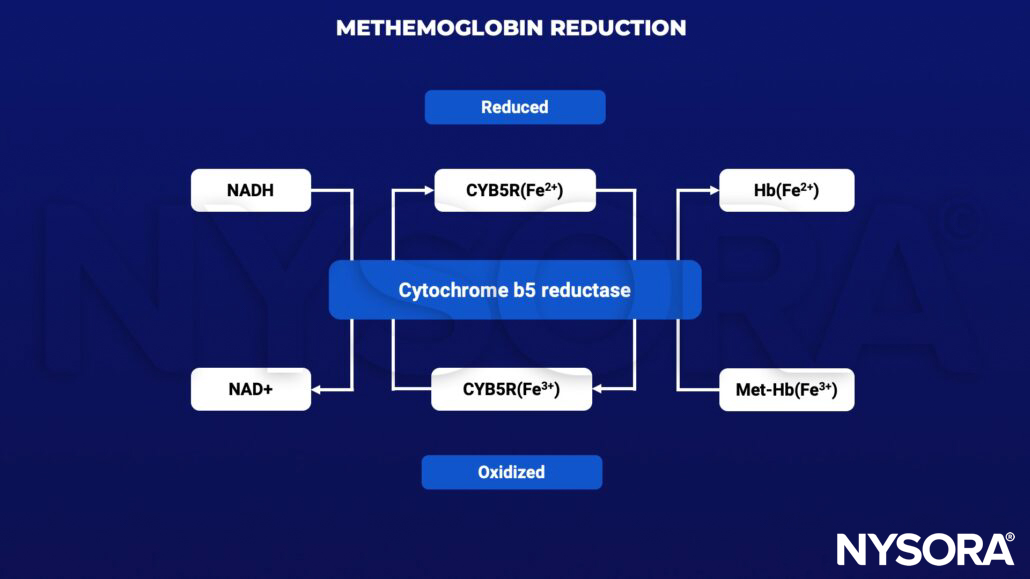 methemoglobin, nadh, nad+, cytochrome b5 reducatse, hemoglobin, oxidized, reduced