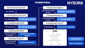 porphyria, pathophysiology, ALA dehydratase deficiency, acute intermittent porphyria, congenital erythropoietic porphyria, porphyria cutanea tarda, hereditary coproporphyria, variegate porphyria, erythropoietic protoporphyria, acute porphyrias, non-acute porphyrias, heme, ALA synthase