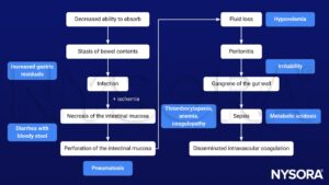 necrotizing enterocolitis, NEC, infection, necrosis, perforation, pneumatosis, diarrhea, bloody stool, increased gastric residuals, hypovolemia, fluid loss, peritonitis, irritability, gangrene gut wall, intestinal mucosa, sepsis, metabolic acidosis, thrombocytopenia, anemia, coagulopathy, disseminated intravascular coagulation, DIC