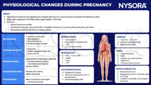 physiological changes during pregnancy, fetus, hormonal, placenta, uterus, blood cells, clotting factors, fibrolytic, iron, anemia, tachycardia, cardiac output, heart rate, stroke volume, diaphragm, functional reserve capacity, apnea, dyspnea, hyperventilation, nausea, reflux, cdf pressure, epidural veins, mac, la volume, mv, tv, rr, paco2, pao2, frc, co, cv, hr, svr, left ventricular hypertrophy, regurgitant murmurs, gfr, urea, creatinine, uti, bone loss, lordosis
