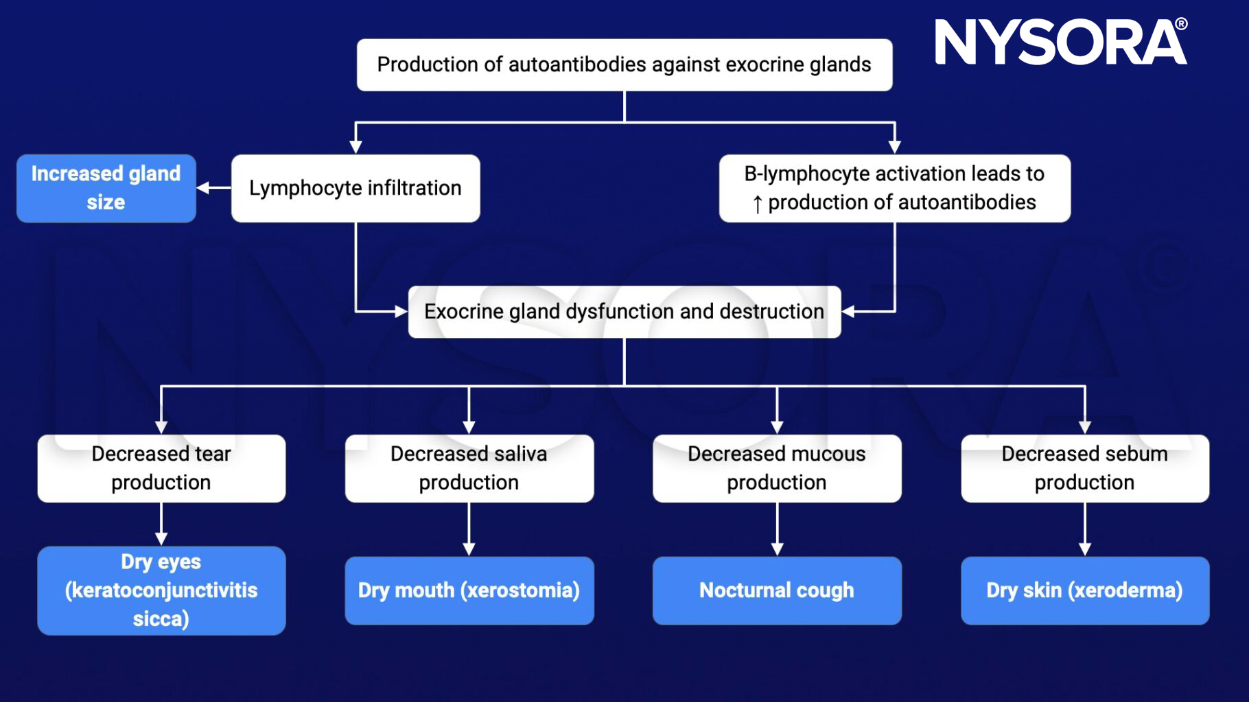 Sjogren's syndrome, pathophysiology, autoantibodies, exocrine glands, lymphocytes, increased gland size, decreased tear production, decreased saliva production, decreased mucous production, decreased sebum production, dry eyes, dry mouth, nocturnal cough, dry skin