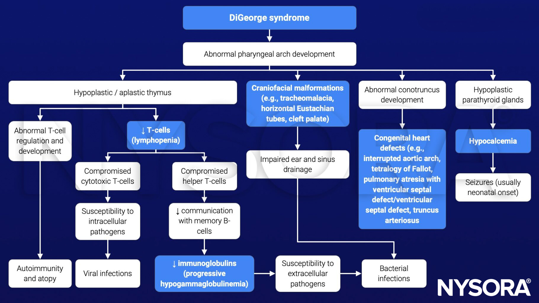 DiGeorge syndrome, abnormal pharyngeal arch, hypoplastic thymus, aplastic thymus, craniofacial malformations, cleft palate, tracheomalacia, infection, T-cells, lymphopenia, autoimmunity, abnormal conotruncus development, hypoplastic parathyroid glands, hypocalcemia, seizures, congenital heart defects, tetralogy of Fallot, ventricular septal defect, truncus arteriosus