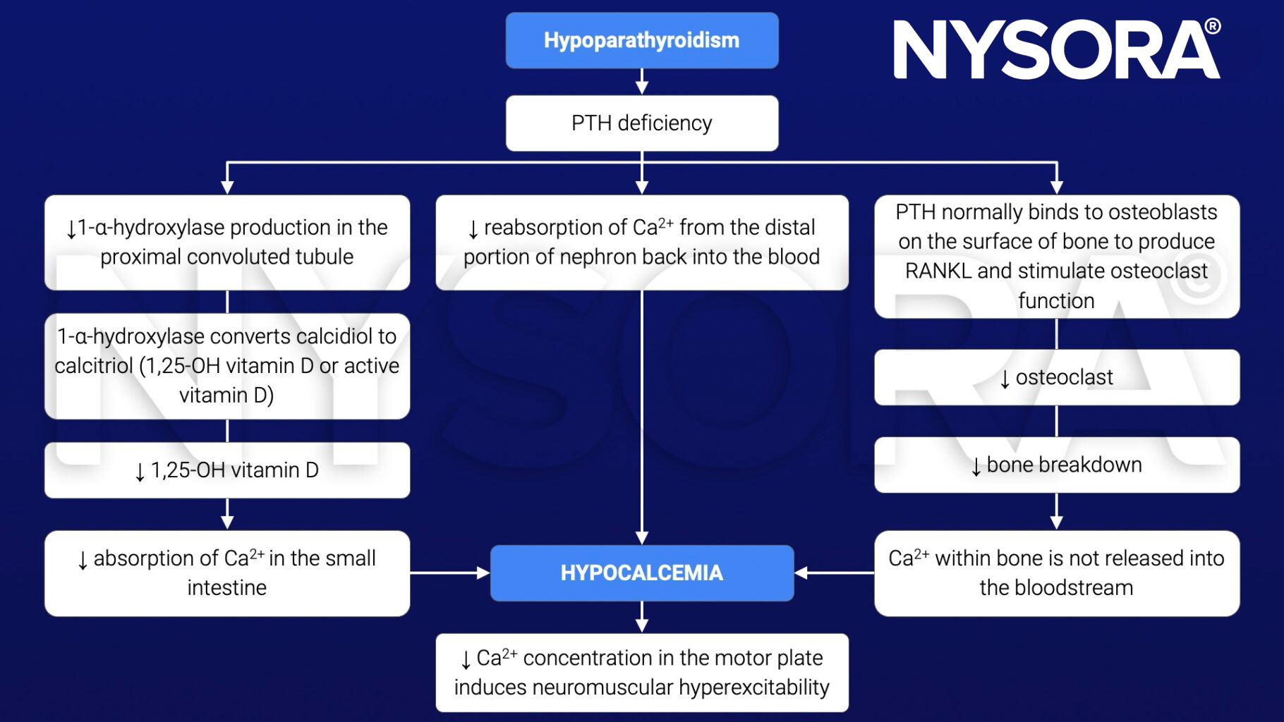 hypoparathyroidism, parathyroid hormone, PTH, pathophysiology, calcium, vitamin D, hypocalcemia, bone, intestines, kidneys, neuromuscular hyperexcitability