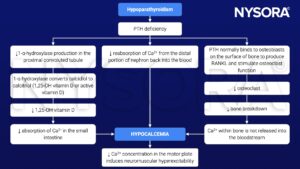 hypoparathyroidism, parathyroid hormone, PTH, pathophysiology, calcium, vitamin D, hypocalcemia, bone, intestines, kidneys, neuromuscular hyperexcitability 