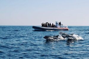 Dolphins and Benagil Caves from Albufeira - Allboat