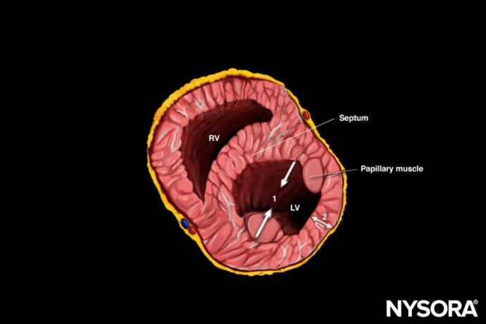 Left ventricular function - NYSORA