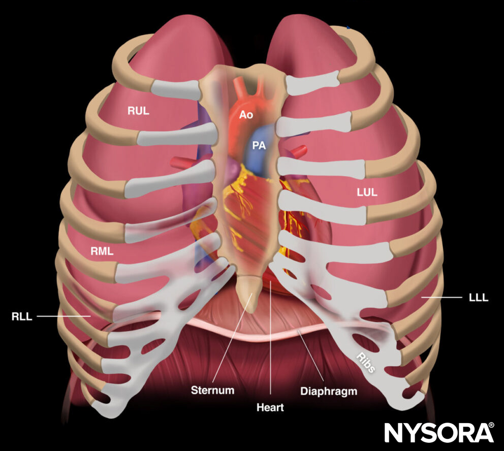 Essential lung ultrasound